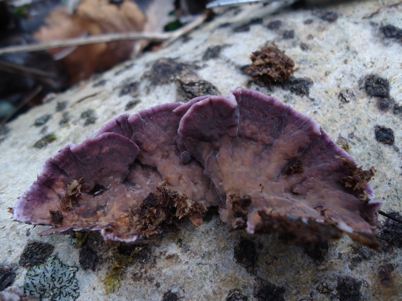 Chondrostereum purpureum